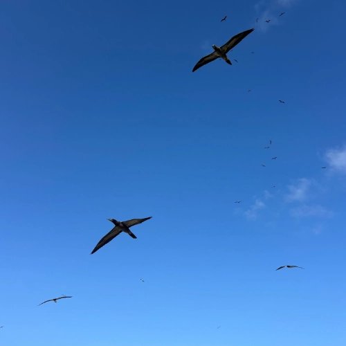 Mating pairs of marine birds swooped and swirled in the sky above.