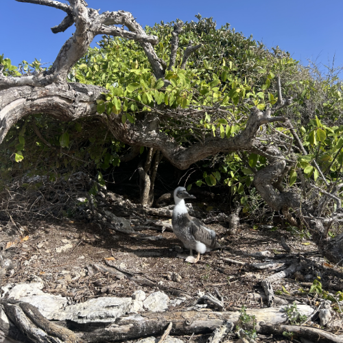 Nested Baby Booby Bird Stares Directly at Camera