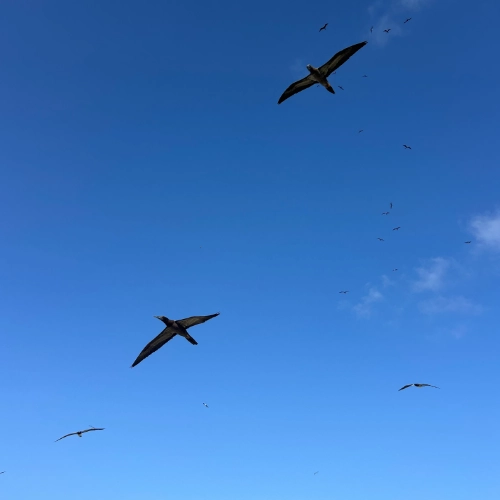 Prickly Pear Swooping Birds in the sky